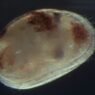 Anche gli ostracodi imparano dall’esperienza
