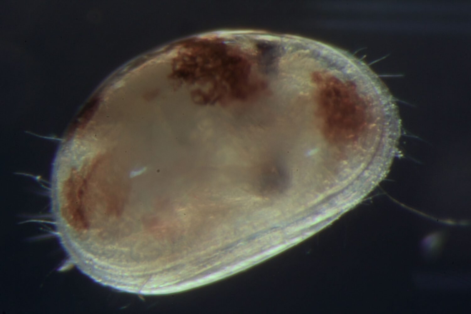 Vizcainocypria viator