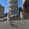 A Pisa i piccioni sono diminuiti del 60% in vent’anni