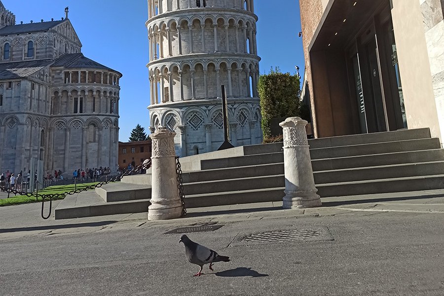 piccioni 1 1