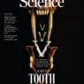Tagliare o frantumare: il compromesso che ha guidato l’evoluzione dei denti carnassiali