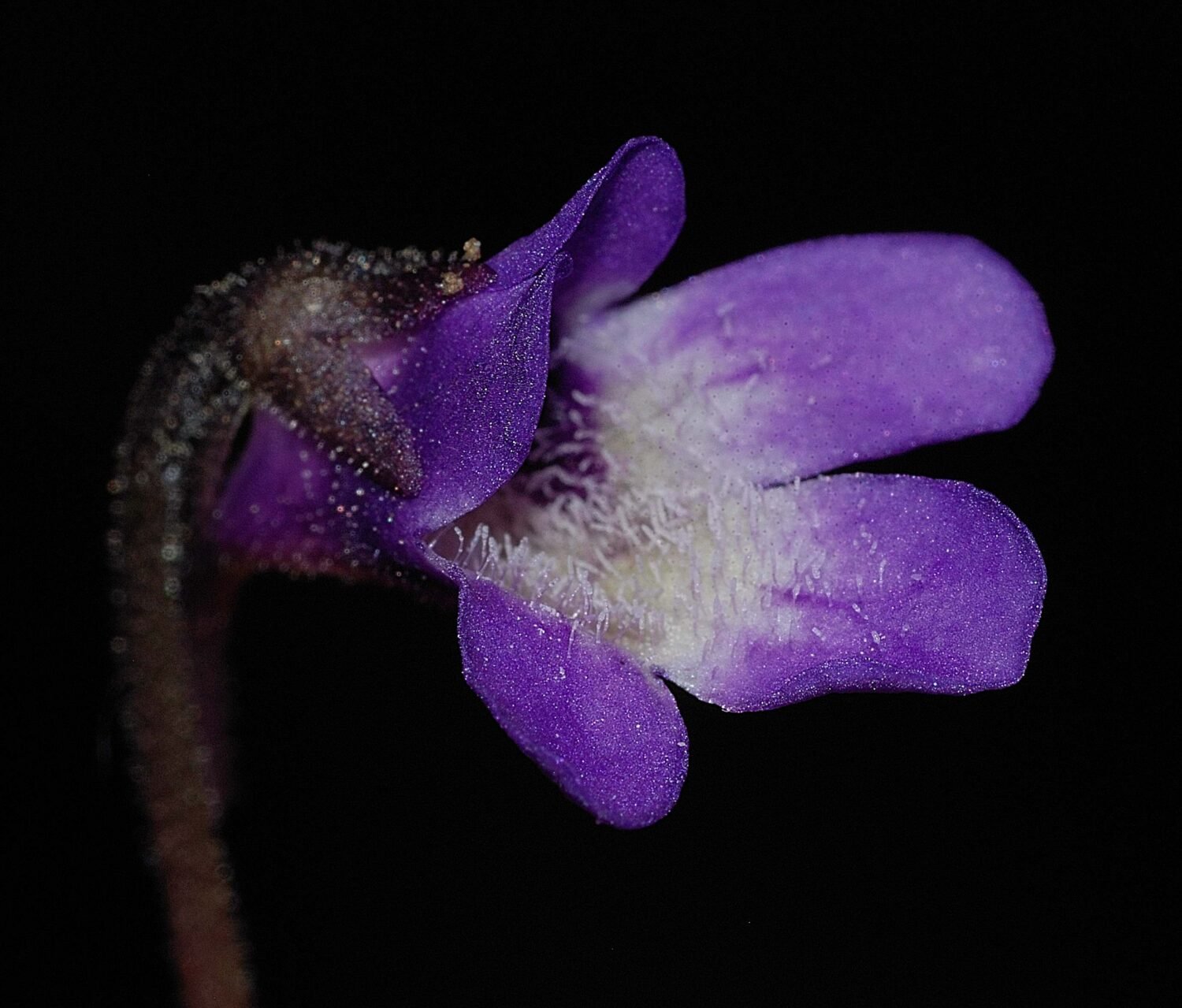 Pinguicula lattanziae 2016 Liguria