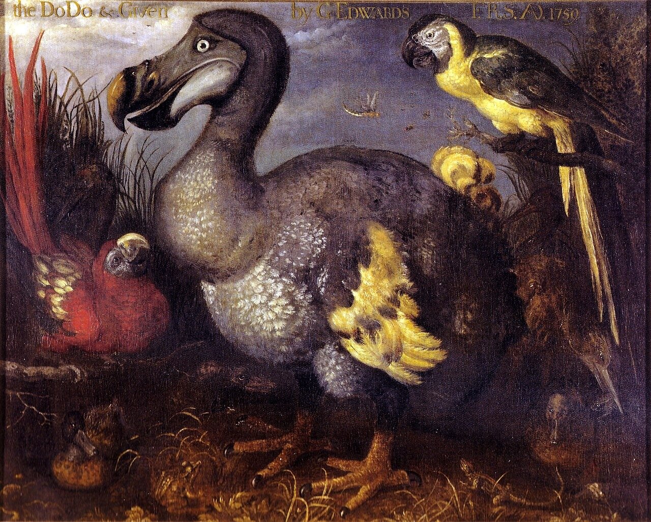 dodo clean 1280