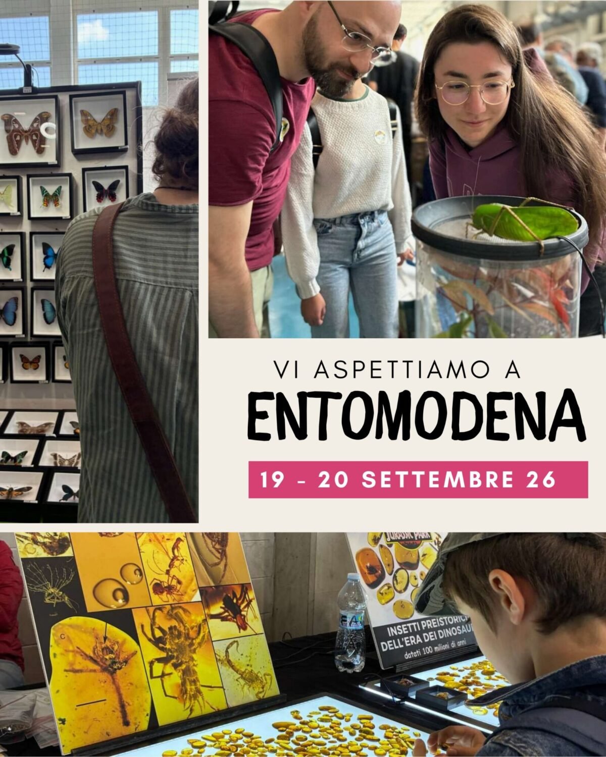 entomodena locandina