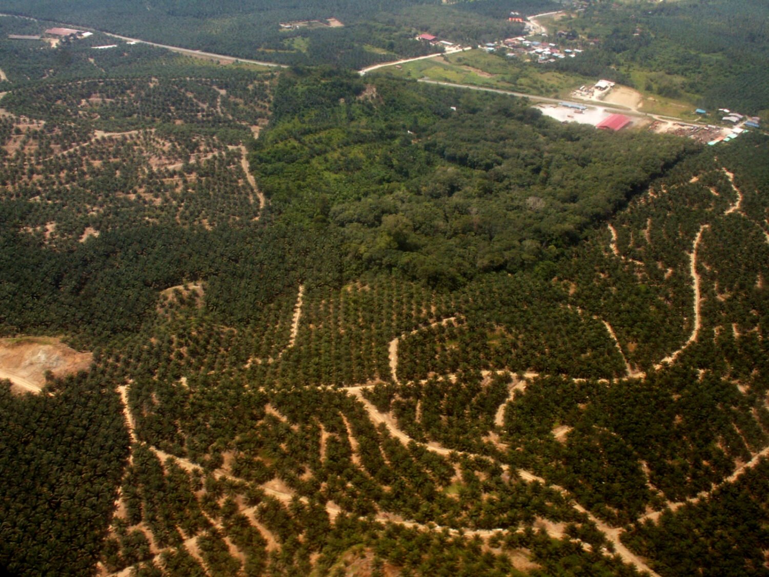Frammento di foresta circondato da piantagioni di palma da olio nel Borneo malese