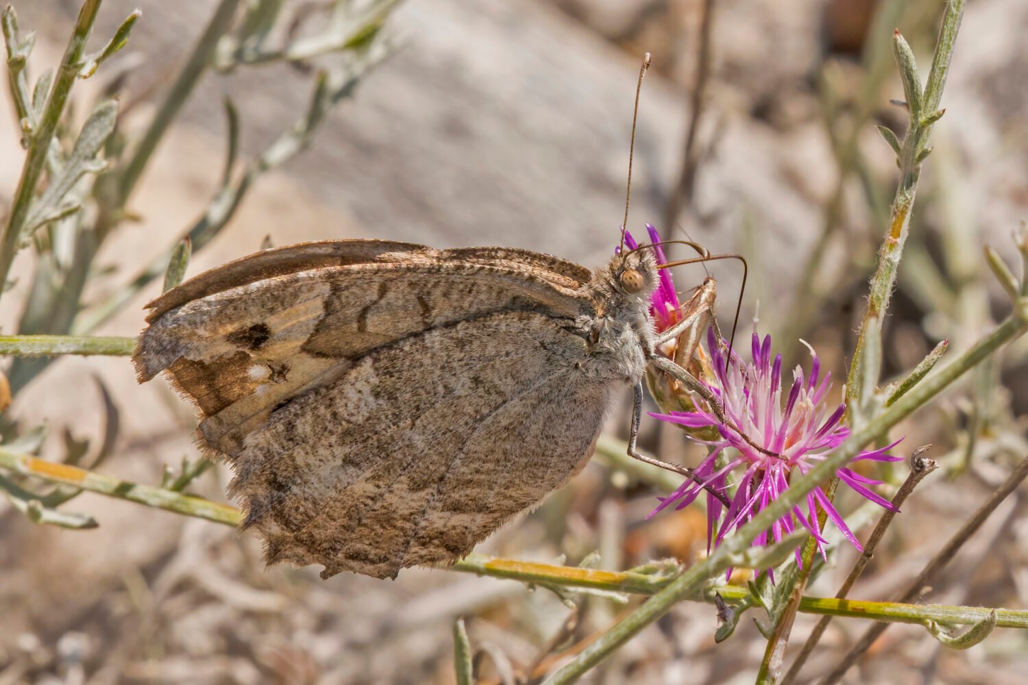 Una Pseudochazara cingovskii dalle ali brune, posata su piccoli fiori viola in un ambiente roccioso.