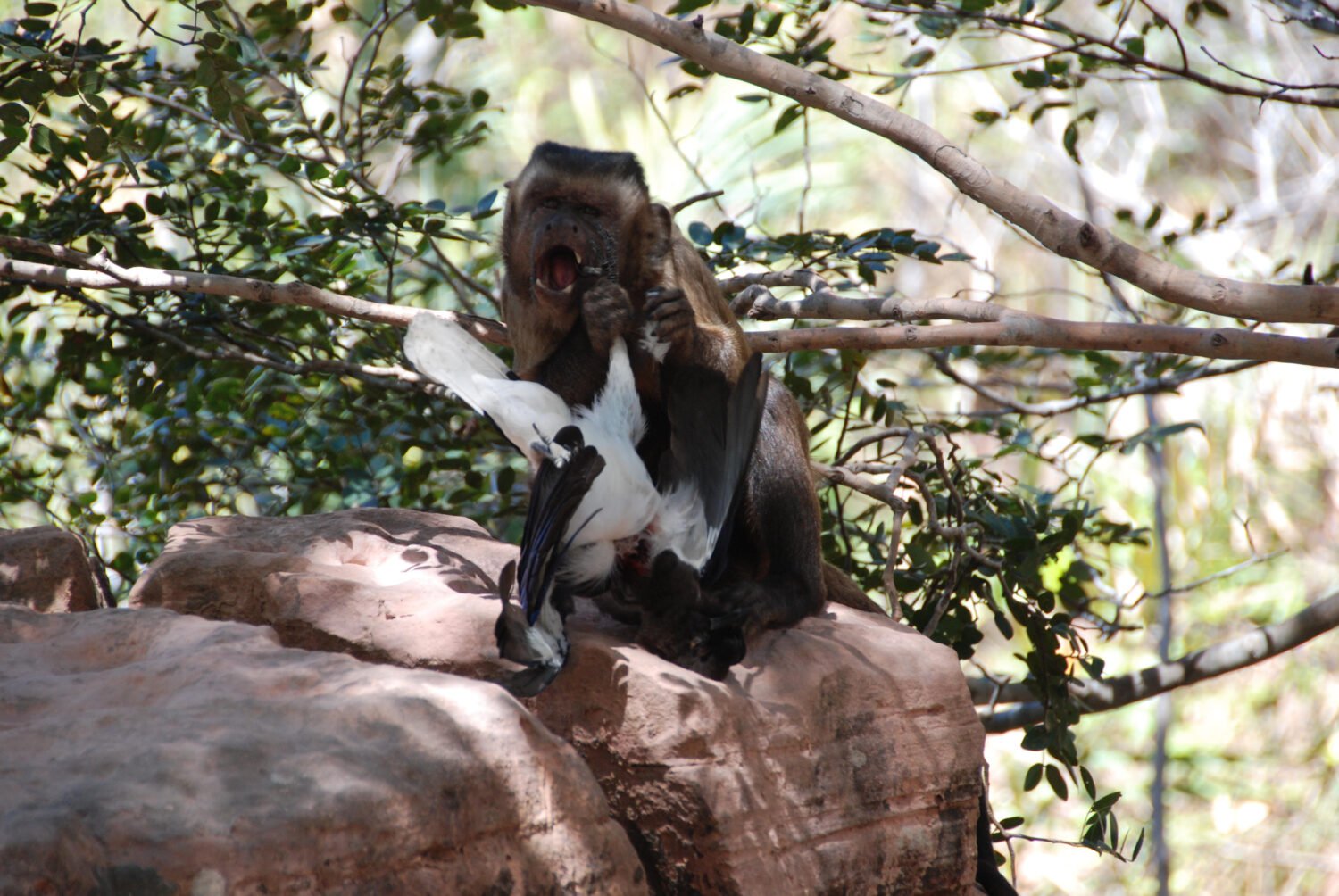 Adult male capuchin feeding on bird prey. Credits: Luciano Candisani, CC-BY 4.0