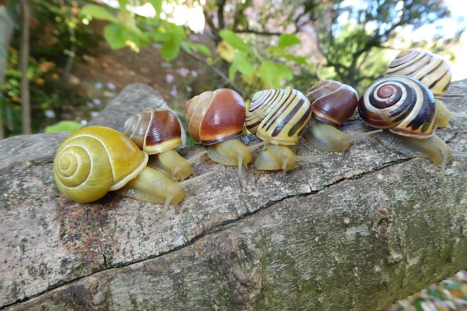Grove_snail_Cepaea_nemoralis_showing_colour_and_banding_polymorphism.jpg