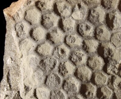 Il mistero di Paleodictyon: gli indizi portano a piccoli crostacei