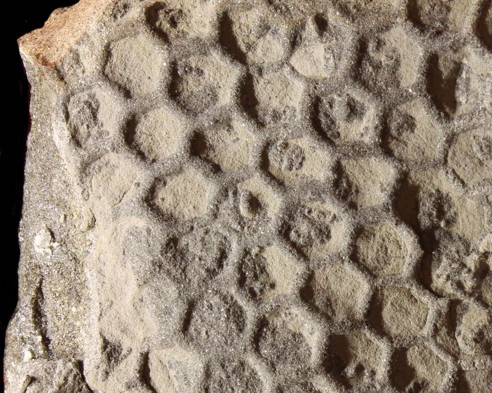 Paleodictyon, Appennino Piacentino. Eocene superiore (35 milioni di anni). https://www.tracemaker.com/paleodictyon/
