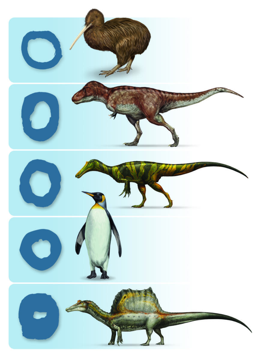 2 sezioni femori teropodi