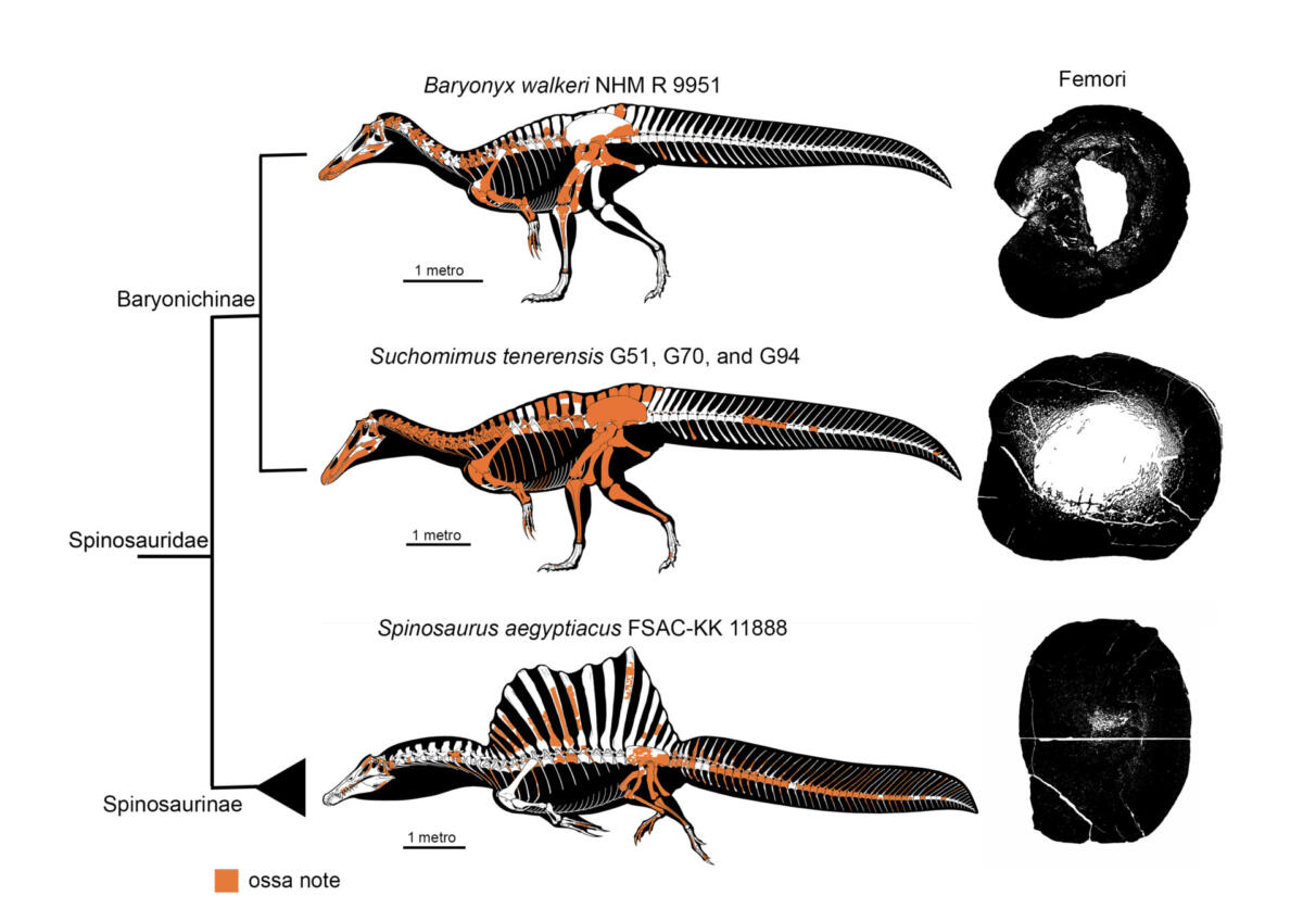 4 densità ossea negli spinosauridi